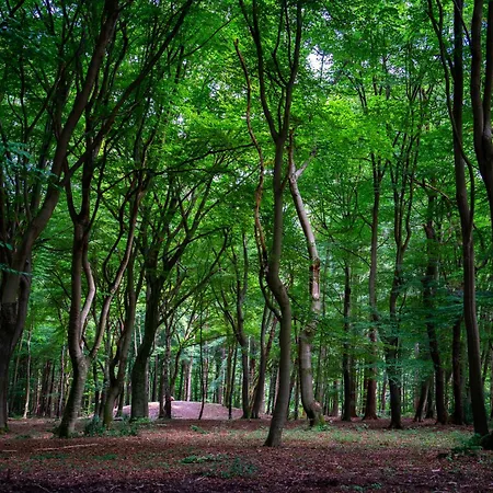 Felicity - Family In The Forest Шале Бикберген
