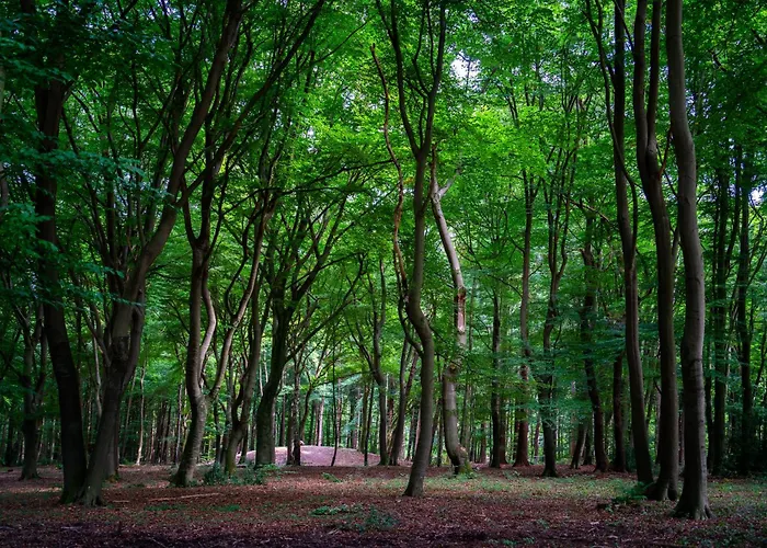 Felicity - Family In The Forest Chalet Beekbergen