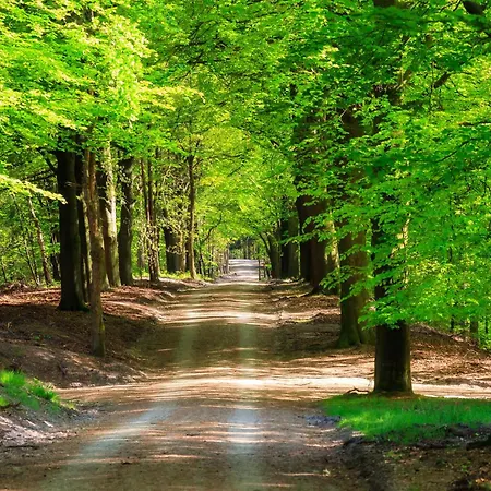 Felicity - Family In The Forest シャレー ベークベーゲン